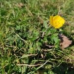 Ranunculus macrophyllus Leaf