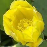 Opuntia stricta Blomst