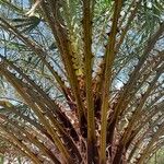 Copernicia alba Hoja