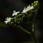 Cnidoscolus aconitifolius Blüte