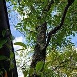 Cleyera japonica Hábito