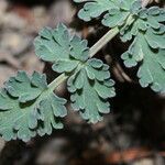 Lomatium martindalei ᱥᱟᱠᱟᱢ