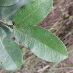 Mascarenhasia arborescens Hoja