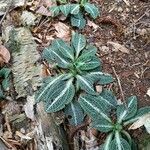 Goodyera pubescens Leaf