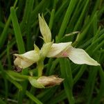 Serapias lingua Corteza