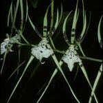 Brassia gireoudiana Blomma