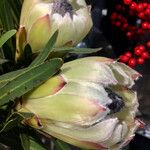Protea caffra Flower