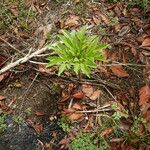 Amorphophallus paeoniifolius Deilen