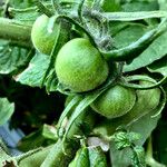 Solanum lycopersicum Fruit