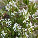 Euphorbia hypericifolia Flor