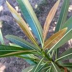 Breonadia salicina Leaf