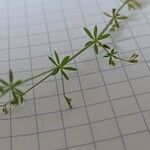 Galium parisiense Leaf