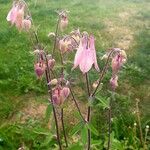 Aquilegia vulgarisBlodyn