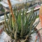 Aloe humilis Hoja