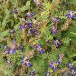 Dalea coerulea Flor