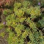 Dudleya virens Flor