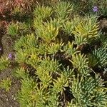 Dudleya virens Flower