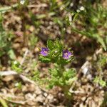 Legousia hybrida Elinympäristö