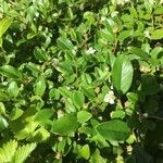 Cotoneaster integrifolius Blad