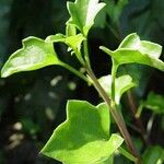 Senecio macroglossus 葉