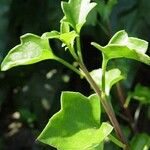 Senecio macroglossus Hoja