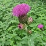 Cirsium rivulare Blomma