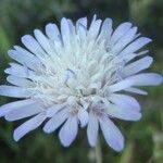 Knautia integrifolia Mosusu