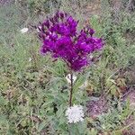 Vernonia noveboracensis Flower