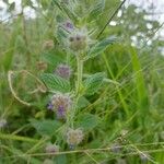 Marsypianthes chamaedrys Blomst