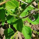 Orthosiphon rubicundus Blad