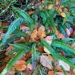 Blechnum spicant Hostoa