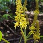 Guilandina bonduc Floro