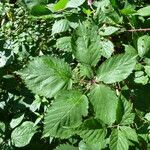 Rubus godronii Lehti