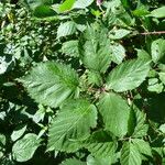 Rubus godronii Leaf