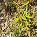 Ludwigia alternifolia Blodyn