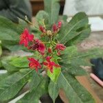 Jatropha integerrima Leaf