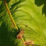 Rumex confertus Folio