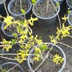 Forsythia suspensa Листок