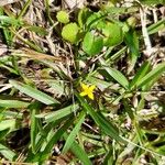 Hypoxis angustifolia Cvet