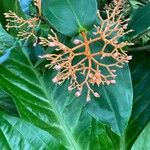 Medinilla crassifolia Folha