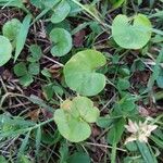 Dichondra carolinensis Feuille