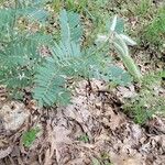 Tephrosia virginiana Leaf