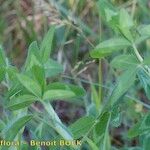 Trifolium diffusum Other