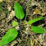 Hieracium glaucinum Листок