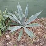 Agave asperrima Habit