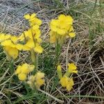 Erysimum jugicola Kwiat