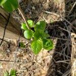 Celastrus orbiculatus Leaf