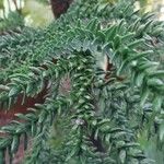 Araucaria laubenfelsii Folha