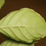Psychotria cupularis Leaf