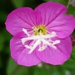 Oenothera roseaFlower